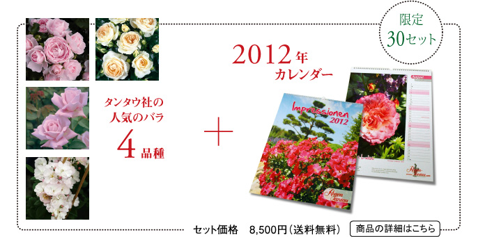 限定50セット2012年カレンダー+タンタウ社の人気のバラ4品種