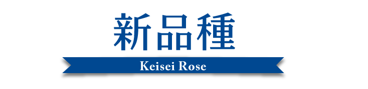 KeiseiRose 2016 秋の新品種