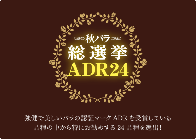 秋バラ総選挙ADR24