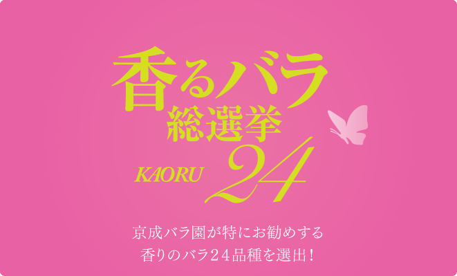 香るバラ総選挙 KAORU24