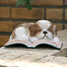 シーズー(BOOK)