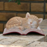 茶トラ猫(BOOK)