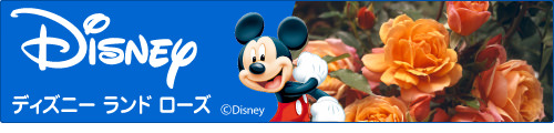 ディズニーランドローズ