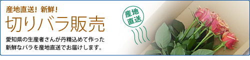切りバラ販売