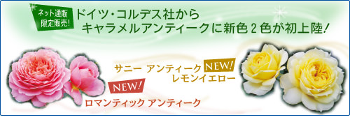 サニー・ロマンティックアンティーク