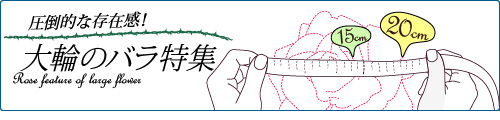 圧倒的な存在感のバラ