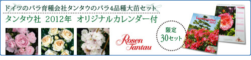 タンタウカレンダー