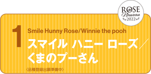Smile Hunny Rose ／ Winnie the pooh スマイル ハニー ローズ ／ くまのプーさん ＜品種登録出願準備中＞