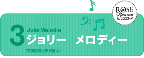 Jolie Melodie ジョリー メロディー＜品種登録出願準備中＞