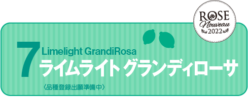 Limelight GrandiRosa ライムライト グランディローサ＜品種登録出願準備中＞