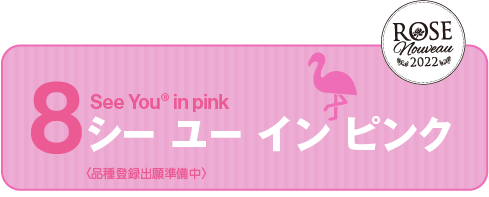 See You® in pink シー ユー イン ピンク＜品種登録出願準備中＞
