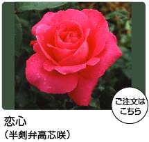 京成バラ園】バラの通販