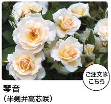 京成バラ園】バラの通販