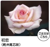 京成バラ園】バラの通販