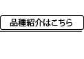 品種j紹介はこちら