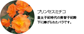 プリンセスミチコ