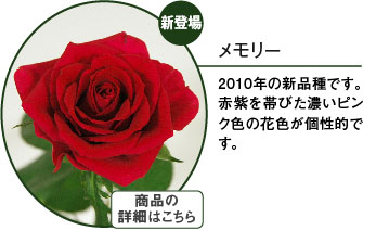 京成バラ園】バラの通販