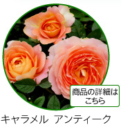 キャラメル　アンティーク