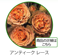 アンティーク　レース