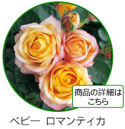 キャラメル　アンティーク