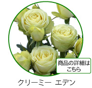 アンティーク　レース