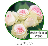 ロマンティック　レース