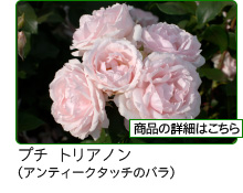 ばら園様ご注文品 坂野ガーデンオリジナルローズ | P's SHOP