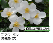 京成バラ園】バラの通販