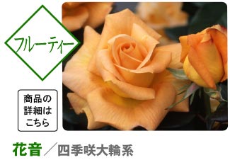 超強香！大輪！フランス原産切り花品種 ＆白紫絞りバラ苗