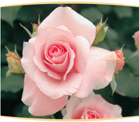 復刻 思い出の京成のバラ20品種｜【京成バラ園】バラの通販