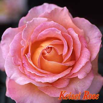 エル 新苗 オリジナル６号植付鉢 京成バラ園 バラの通販