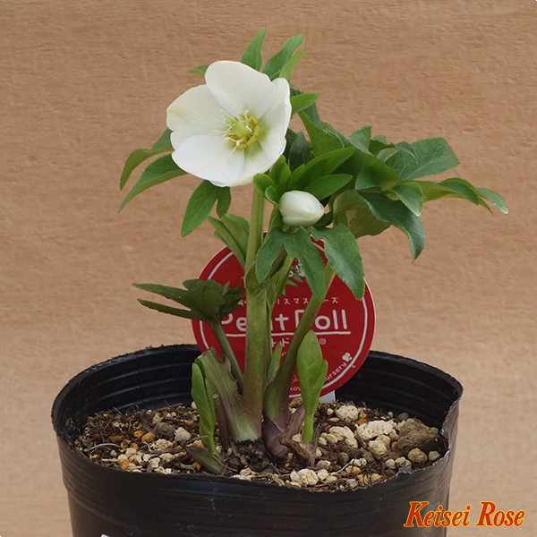 クリスマスローズ ｙ１４横山交配クリスマスローズ プチドールシングルホワイト 京成バラ園芸ネット通販