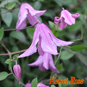 ポット苗 クレマチス ピンクディライト 京成バラ園芸ネット通販