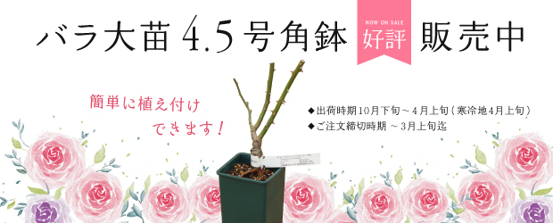 京成バラ園芸ネット通販 バラ苗 鉢バラ ガーデニング資材の通信販売
