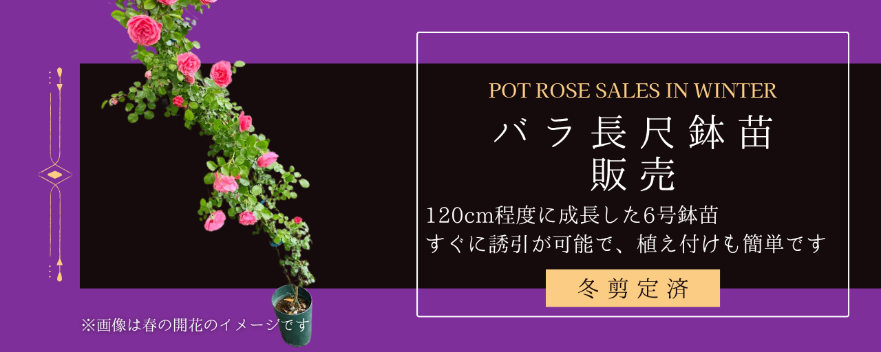 NEW・冬の剪定済み長尺鉢苗