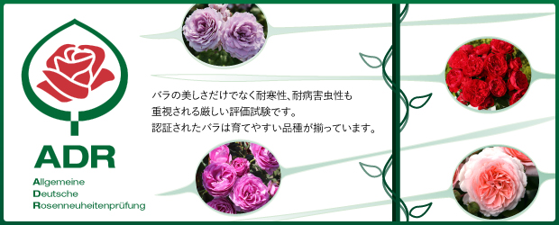 京成バラ園 バラの通販 人気の新苗 四季咲き つるバラ