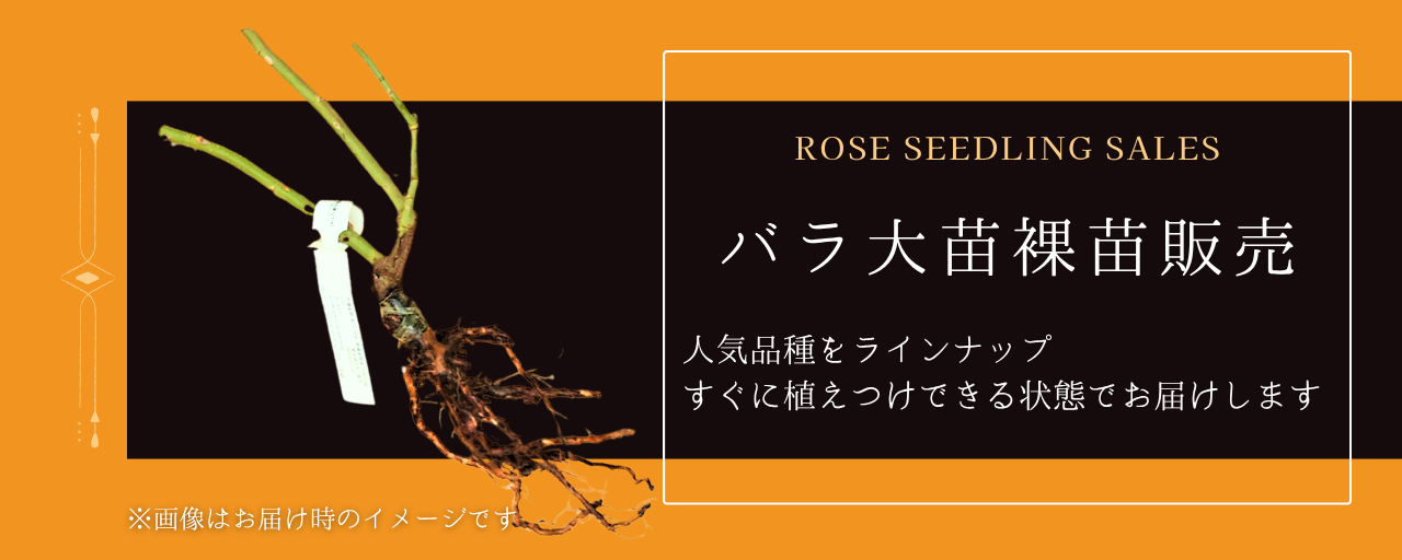 NEW・大苗（裸苗）