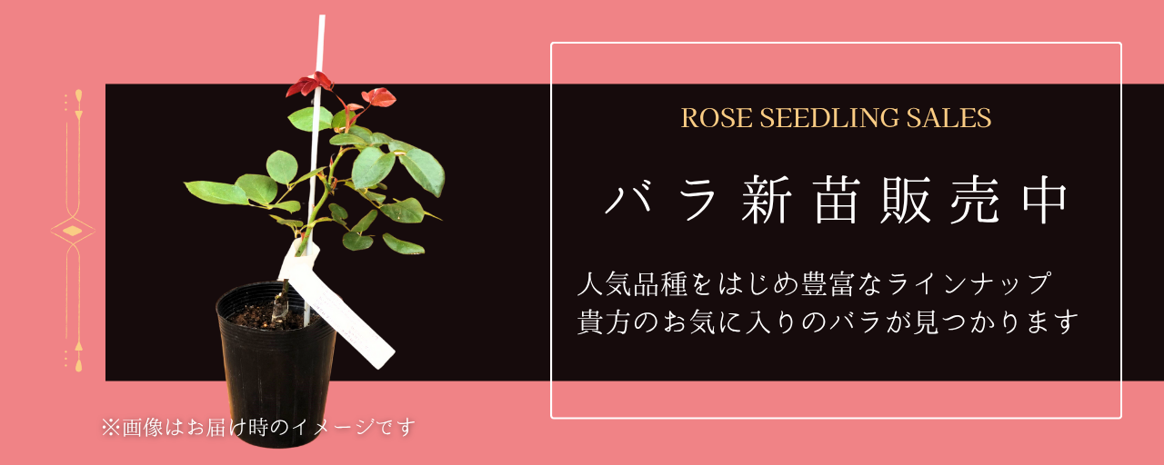 NEW・新苗